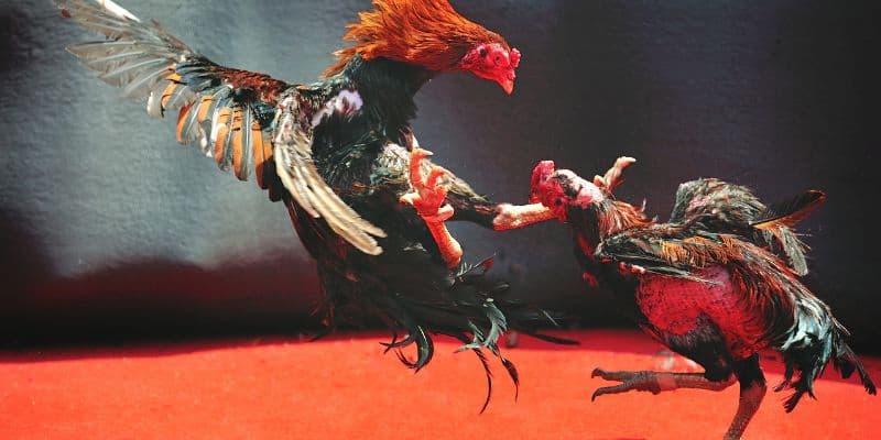 Giới thiệu về Đá gà i9bet