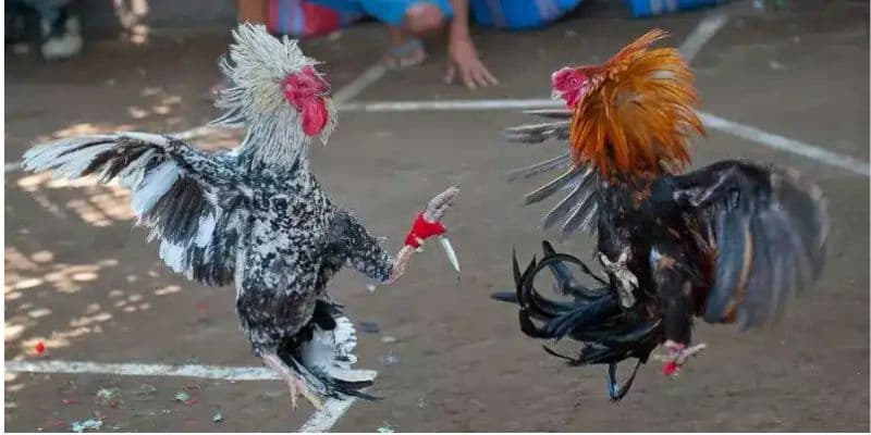 đá gà cựa dao Lợi ích khi trải nghiệm đá gà cựa dao tại i9bet