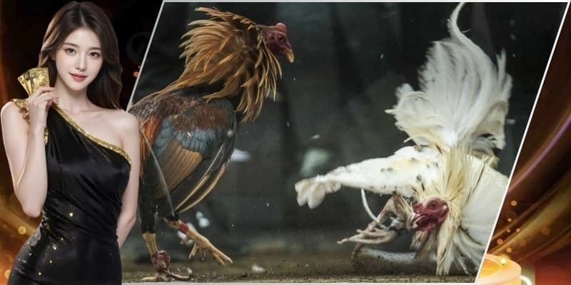 Nguồn gốc và lịch sử của trực tiếp đá gà Mỹ